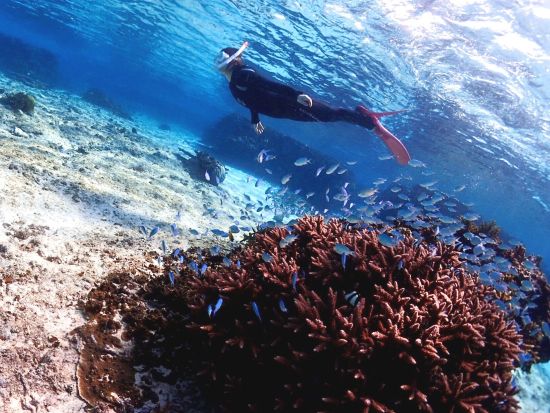 スキンダイビング（素潜り）シュノーケル経験者限定のプラン　宮古島の世界に誇る美しい海の情景を堪能！魚のように水中を優雅に泳ぐ世界へご案内＜ビーチ／半日／宮古島＞