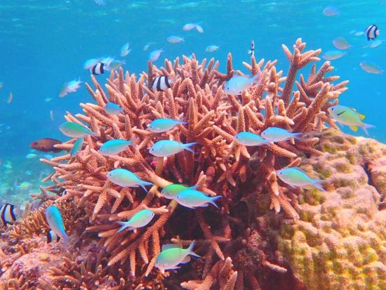 スキンダイビング（素潜り）シュノーケル経験者限定のプラン　宮古島の世界に誇る美しい海の情景を堪能！魚のように水中を優雅に泳ぐ世界へご案内＜ビーチ／半日／宮古島＞