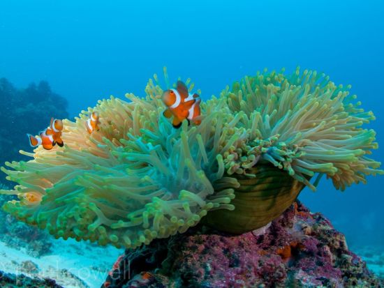 ファンダイビング　手軽に楽しむマクタン島周辺ポイント ＜ビーチまたはボート／1～3ダイブ＞ by Scotty's Action Sports Network