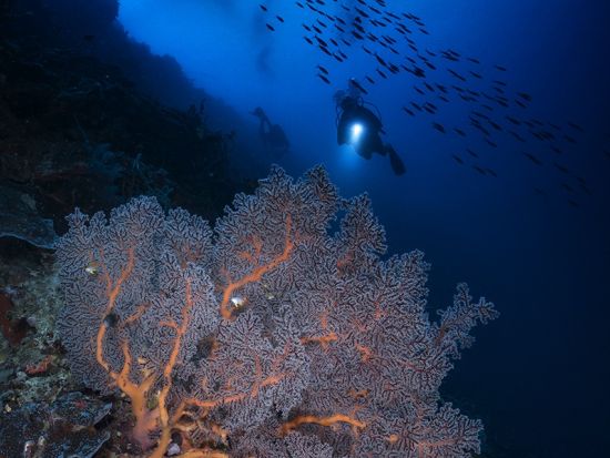 ナイトダイビング　昼とは違った雰囲気の海を満喫　フルムーンダイビングプランあり＜1ダイブ＞ by Scotty's Action Sports Network