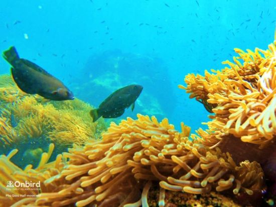 ベトナムの秘境フーコック島　最大10名の少人数制！半月サンゴ礁＆サンゴ山を巡るシュノーケリングツアー＜ホテル送迎付き／英語ガイド＞の写真5