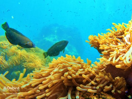 ベトナムの秘境フーコック島　最大10名の少人数制！半月サンゴ礁＆サンゴ山を巡るシュノーケリングツアー＜ホテル送迎付き／英語ガイド＞