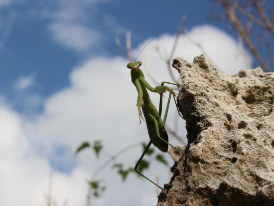 神々の島 浜比嘉島　歴史・伝説・自然巡りツアー！ 自然歴史ガイドが希望にあわせてご案内＜0歳～／2～3時間／貸切／浜比嘉島＞byチャーナビ沖縄
