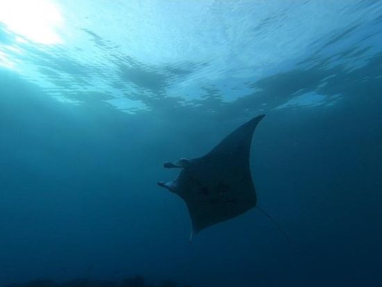 体験ダイビング　アラモアナのマジックアイランドで2ダイブ！ビーチからのエントリーで初心者におすすめ　GoProレンタル付きプランあり＜ビーチ／2ダイブ＞