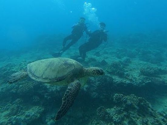体験ダイビング　アラモアナのマジックアイランドで2ダイブ！ビーチからのエントリーで初心者におすすめ　GoProレンタル付きプランあり＜ビーチ／2ダイブ＞