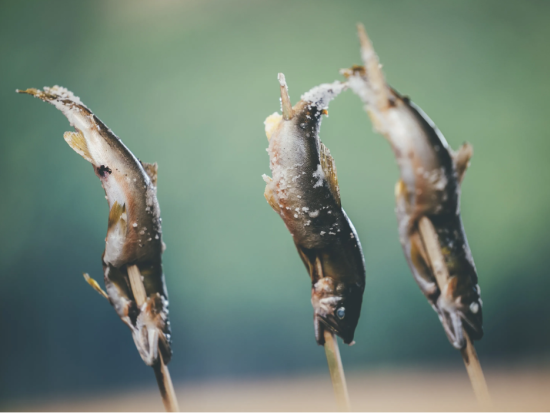 ガイド付きサイクリングツアー E-bikeで巡ろう！昔ながらの囲炉裏や釜戸料理に舌鼓 熊野参詣道と囲炉裏料理コース＜4時間／昼食付／大紀町＞