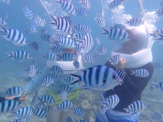 シーウォーク＋青の洞窟シュノーケル お子様の参加もOK！水中探検できる満喫プラン＜写真撮影無料／8歳～60歳まで参加可能／グリーン・フィンズ認定店／恩納村発＞