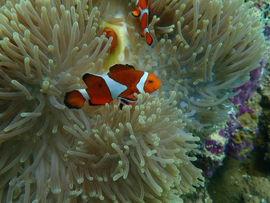 シーウォーク＋青の洞窟シュノーケル お子様の参加もOK！水中探検できる満喫プラン＜写真撮影無料／8歳～60歳まで参加可能／グリーン・フィンズ認定店／恩納村発＞