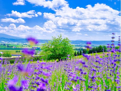 【英語対応可】札幌発 富良野・美瑛 日帰りバスツアー ファーム富田＋青い池＋四季彩の丘etc＜6月21日～8月30日／1名から催行／札幌市内発着＞