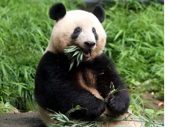 【パンダファン必見】帰ってきたシャンシャンに会える！☆成都発日帰りツアー☆雅安碧峰峡基地＋帰国パンダ楽園＋朝食＆昼食時も観察＜プライベートツアー／昼食付＞