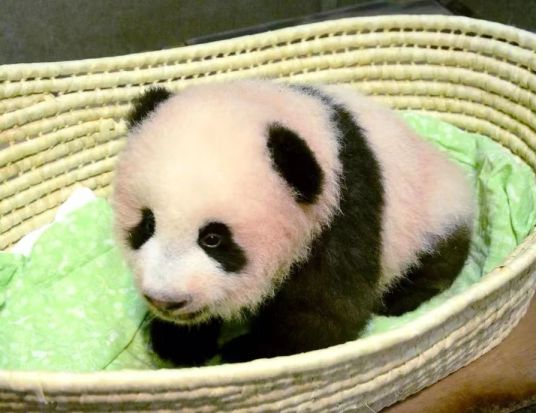 【パンダファン必見】帰ってきたシャンシャンに会える！☆成都発日帰りツアー☆雅安碧峰峡基地＋帰国パンダ楽園＋朝食＆昼食時も観察＜プライベートツアー／昼食付＞