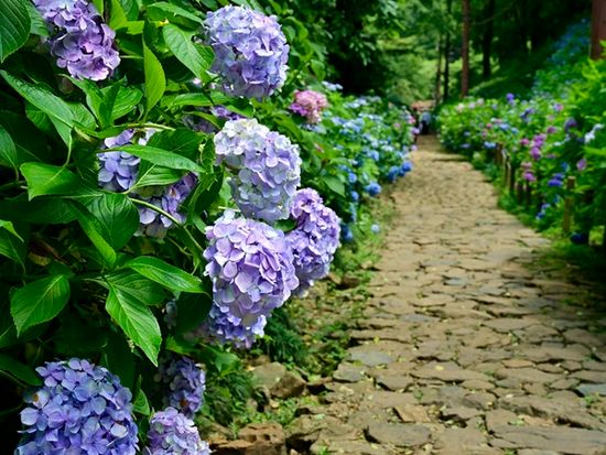 大平山　紫陽花（あじさい）