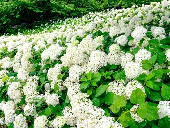 幸手権現堂堤　あじさい03