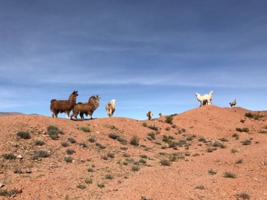雲の列車「トレン・ア・ラス・ヌベス」で行く アンデス鉄道ツアー　標高4,220mを駆け抜ける ＜英語ガイド＞