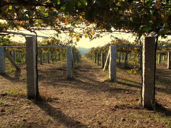 ruta-del-vino_2215_201708310946171