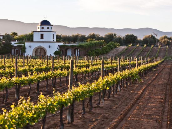 ワインの名産地サルタ　ワインテイスティングツアー ＜試飲付き／英語ガイド／サルタ発＞