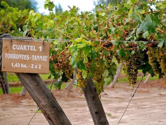ワインの名産地サルタ　ワインテイスティングツアー ＜試飲付き／英語ガイド／サルタ発＞