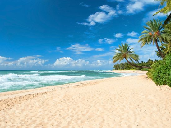 KCCファーマーズマーケット＆ノースショア散策グルメツアー　ランチはロミーズのガーリックシュリンプへご案内！レナーズのマラサダ付き＜貸切プランあり／土曜日限定＞