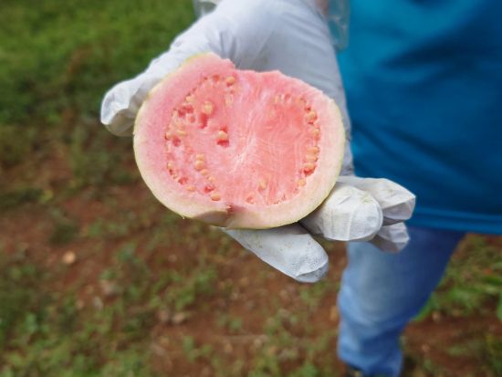 オアフ島東海岸観光ツアー　フランキーズ・ナーサリー農園散策＆フルーツ試食とマカプウ岬やハロナ潮吹き穴など東海岸の絶景鑑賞！