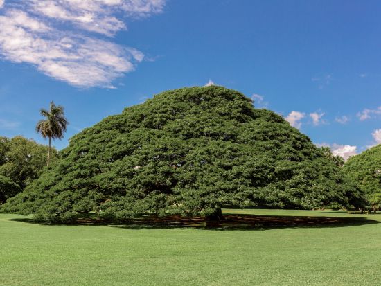 オアフ島1日周遊観光　ポリネシアカルチャーセンターとハワイ最大のダンスショー＋ハレイワタウン＋この木なんの木＋ドールプランテーション