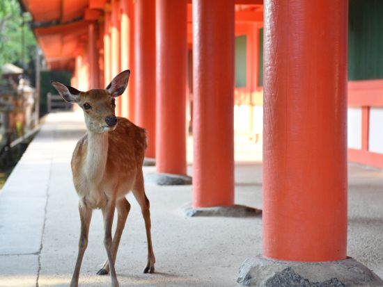 貸切観光タクシー 東大寺・春日大社・法隆寺などご希望の観光地をめぐるフリープラン＜7時間／1-9名／京都・奈良市内送迎可＞by ヤサカ観光