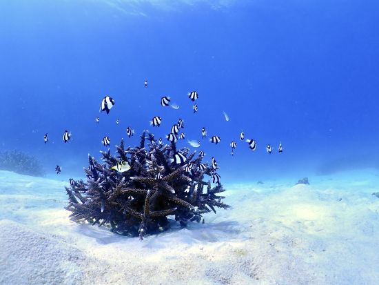 【宮古島｜体験ダイビング】１組限定＊器材レンタル込み＊カメラ無料レンタル（ビーチorボート／１〜３ダイブ）