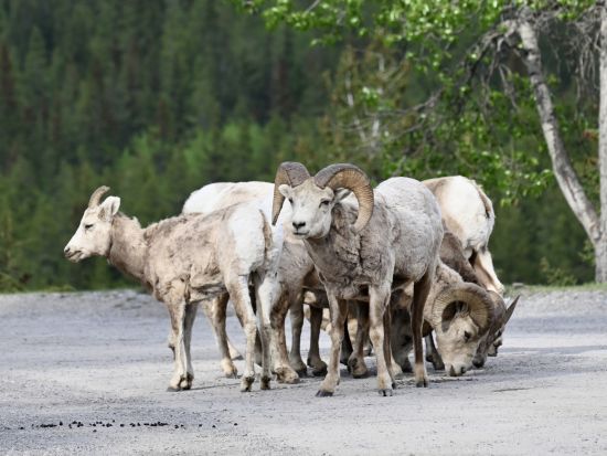 世界遺産カナディアンロッキー ナイトサファリツアー　バンフ国立公園（ミネワンカ湖なども訪問）＜5～10月／日本語ガイド＞by バンフトップツアーズ
