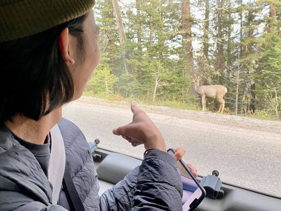 世界遺産カナディアンロッキー ナイトサファリツアー　バンフ国立公園（ミネワンカ湖なども訪問）＜5～10月／日本語ガイド＞by バンフトップツアーズ