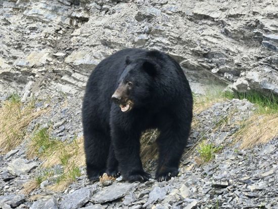 世界遺産カナディアンロッキー ナイトサファリツアー　バンフ国立公園（ミネワンカ湖なども訪問）＜5～10月／日本語ガイド＞by バンフトップツアーズ