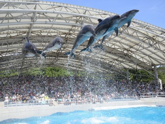 美ら海水族館観光バスツアー 沖縄美ら海水族館の他首里城や古宇利島など沖縄の魅力をギュッと凝縮！ 家族旅行にもオススメ◎＜1日ツアー／那覇発＞