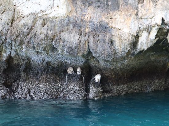 スピードボート貸切　ピピ島＆バンブー島 日帰り観光ツアー ＜日本語ガイド／クラビ発＞