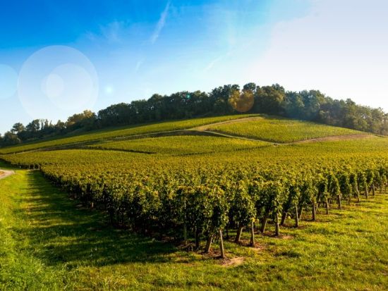 ボルドー　世界遺産サンテミリオン地区　半日ワインツアー＜試飲付き／英語ドライバーガイド／午前または午後／4時間／ボルドー発着＞*前日まで予約OK