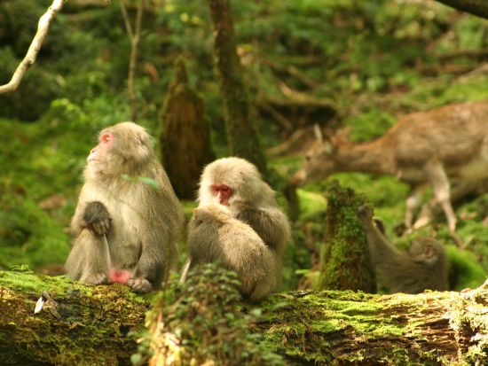 島内観光＋西部林道トレッキングツアー 亜熱帯の巨木とヤクザル、ヤクシカの楽園へ！6歳から参加可 by 屋久島ネイチャー企画フィールド 