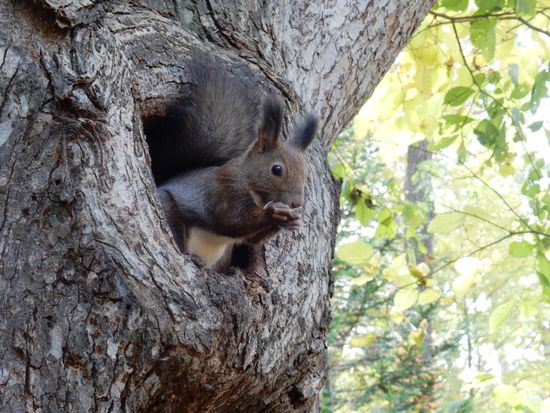 オホーツク自然堂／野生動物との出合いエゾリス1
