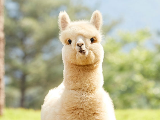 韓流ドラマロケ地＆アルパカワールド日帰り観光ツアー　南怡島（ナミソム）＆アチムゴヨ樹木園 ＜英語ガイド／弘大入口駅解散＞