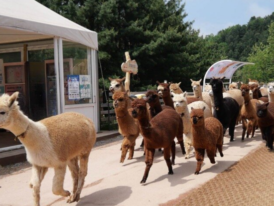 韓流ドラマロケ地＆アルパカワールド日帰り観光ツアー　南怡島（ナミソム）＆アチムゴヨ樹木園 ＜英語ガイド／弘大入口駅解散＞
