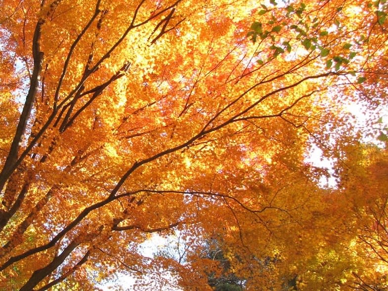 六甲高山植物園 入場券 世界の高山植物など約1,500種を栽培