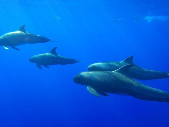 イルカ中学　野生のイルカ＆ウミガメシュノーケリングクルーズ　高速ボートでイルカ遭遇率アップ！＜少人数制／ワイキキ＆コオリナ送迎可／日本語／ランチ付き＞