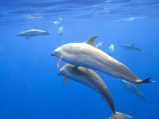 イルカ中学　野生のイルカ＆ウミガメシュノーケリングクルーズ　高速ボートでイルカ遭遇率アップ！＜少人数制／ワイキキ＆コオリナ送迎可／日本語／ランチ付き＞