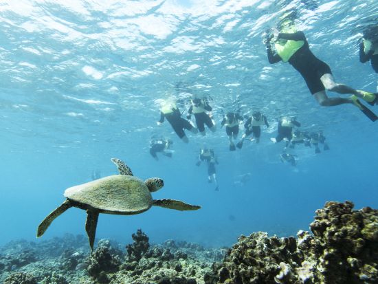 イルカ大学　イルカウォッチング＆シュノーケリングクルーズ　イルカと泳ぐプランも！マリンアクティビティも充実＜ランチ付き／日本語／ワイキキ＆コオリナ送迎可＞