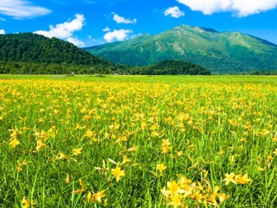 尾瀬ハイキング日帰りバスツアー ハイキング初級の方におすすめ水芭蕉の絶景と鳩待峠直行＆足湯体験＆群馬名物弁当付き＜5～6月／新宿発＞