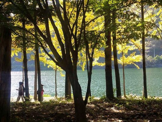 Korea_Nami Island_pixta_67356648_M