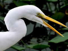 safari-egret