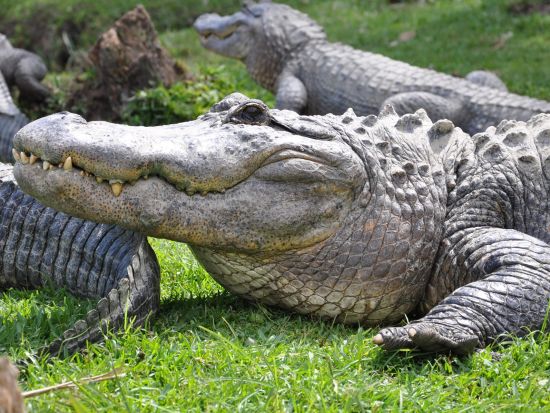 世界遺産 エバーグレーズ国立公園　エアボート乗船＆サファリパーク観光＆ビスケーン湾クルーズツアー ＜1日／英語ガイド＞