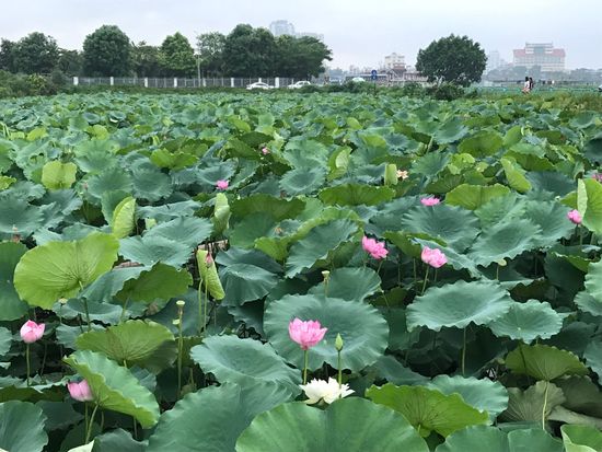 Tagger_Lotus Tour_(4)