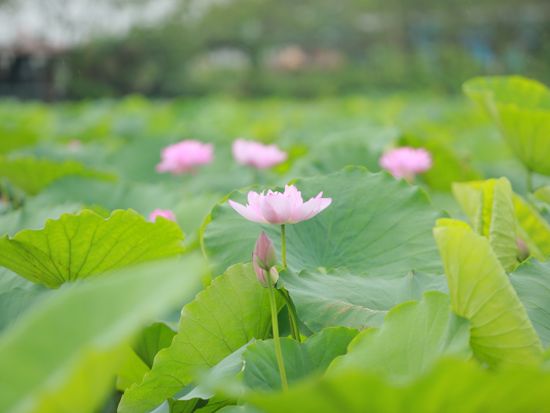 Tagger_Lotus Tour_(3)