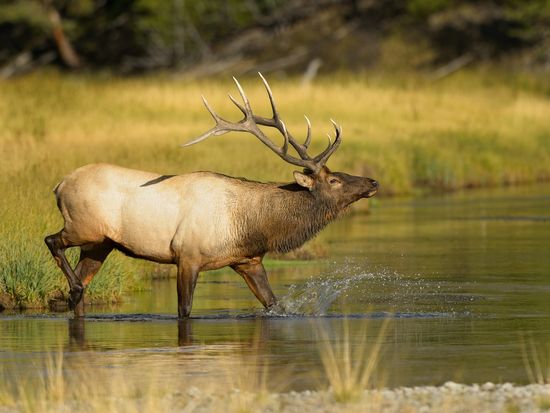 Elk_in_water