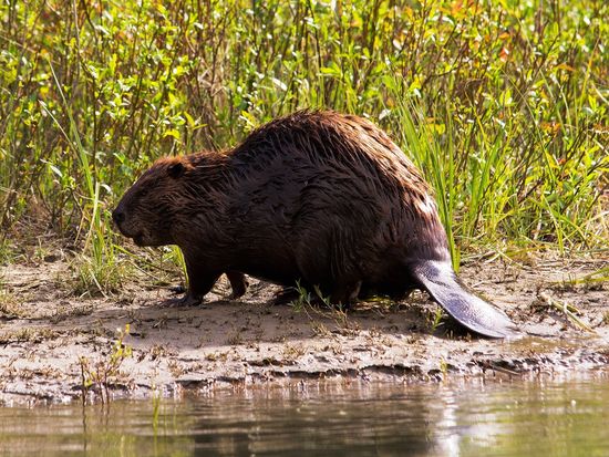 Beaver