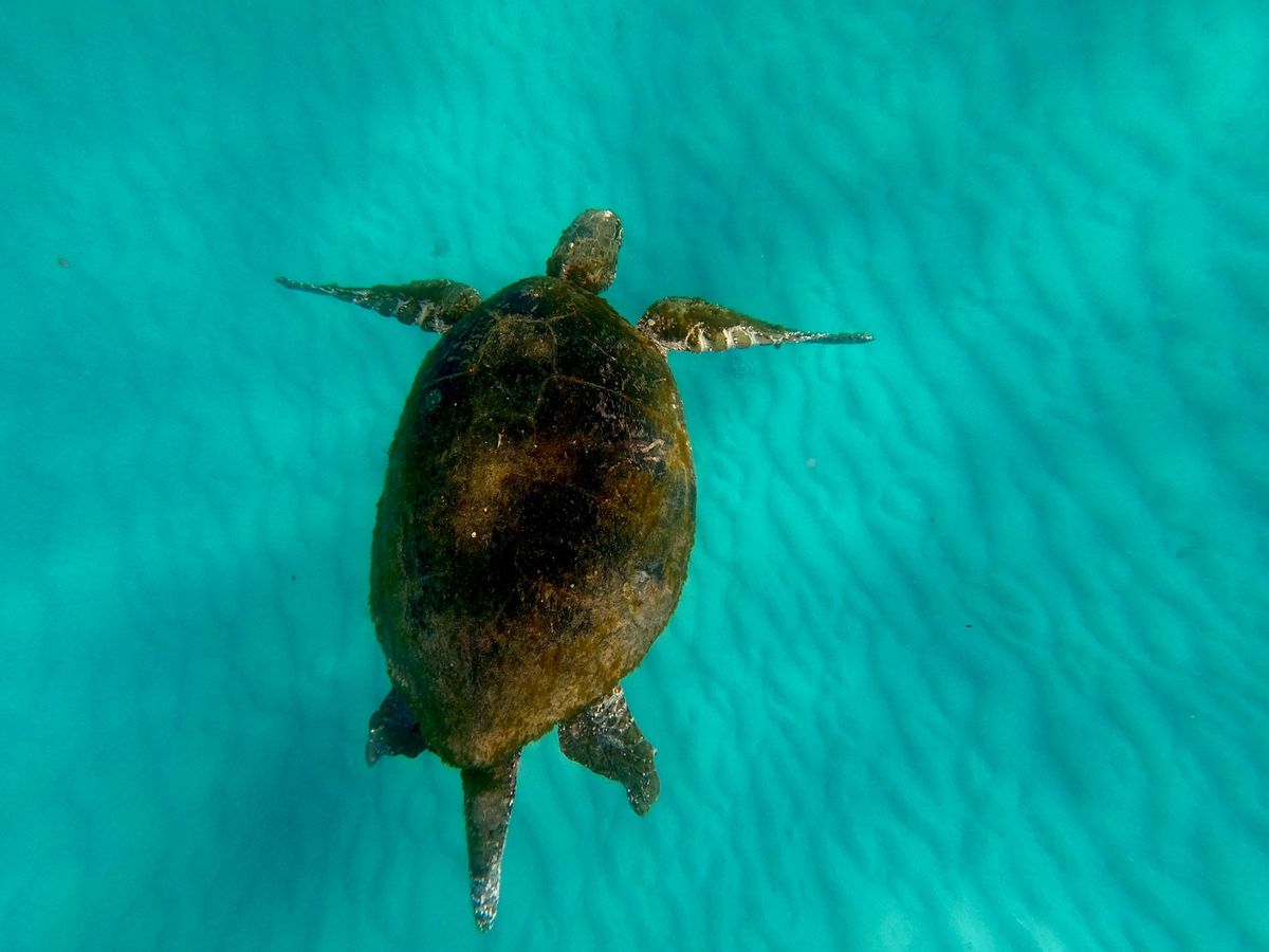 マリンスポーツ | ゴールドコースト 旅行の観光・オプショナルツアー