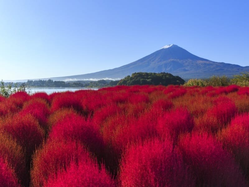 大石公園-コキアと富士山